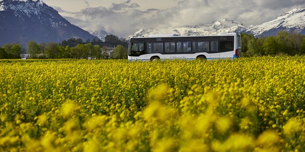 Ein Linienbus im frühlingshaften Blumenmeer