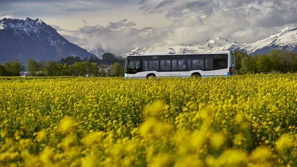Ein Linienbus im frühlingshaften Blumenmeer